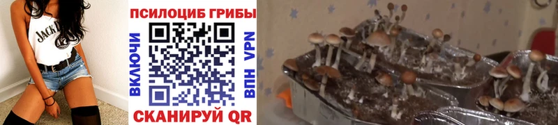 Псилоцибиновые грибы MAGIC MUSHROOMS купить наркотики цена ссылка на мегу сайт Волгореченск